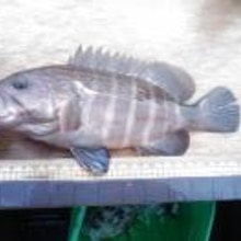 マハタ鍋風 レシピ 作り方 By チョコのr 楽天レシピ マハタ鍋風 レシピ 作り方 By チョコのr 楽天レシピ